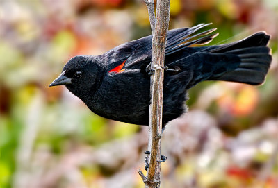 The Red-winged Blackbird