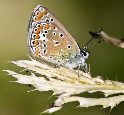 The Silver-studded Blue