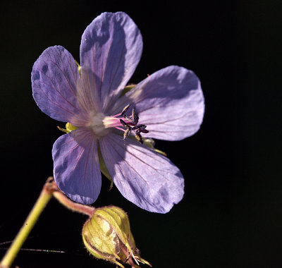 The Meadow Cranesbill