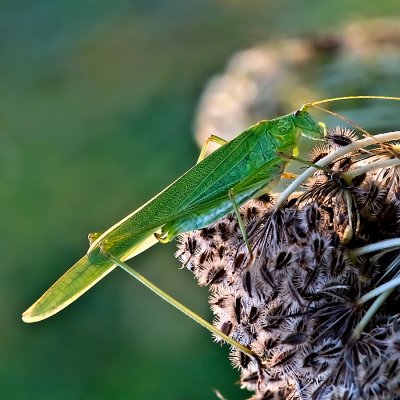 Sickle-bearing Bush Cricket