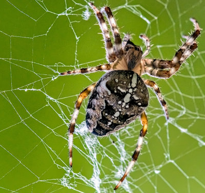 The  Cross Spider