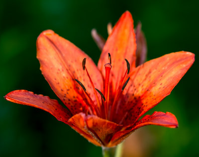 Tiger Lily