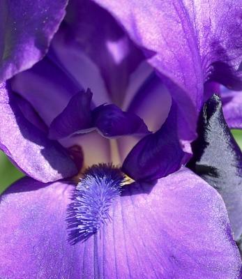Purple Iris crop