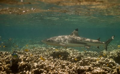 Black Tip near Welcome Wharf, Uepi