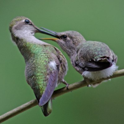 Baby hummingbirds 2011