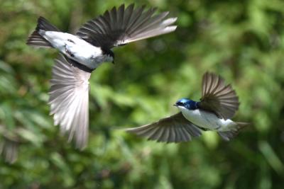 IMG_3720Tree Swallows .jpg