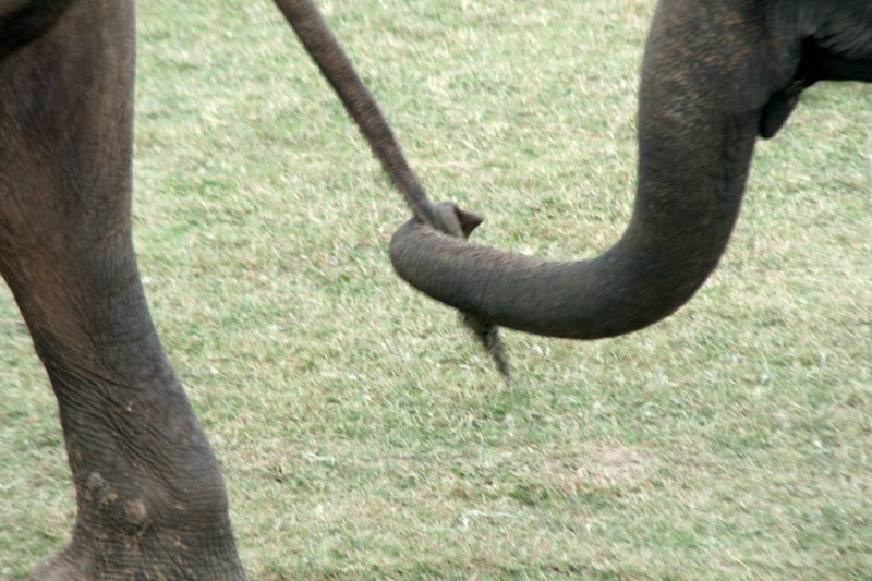 tail pulling.jpg