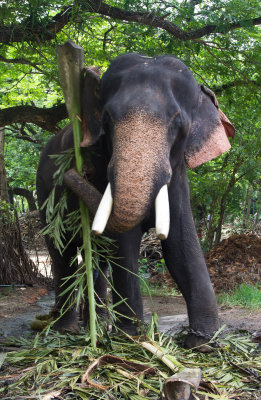 feeding da elephant.jpg