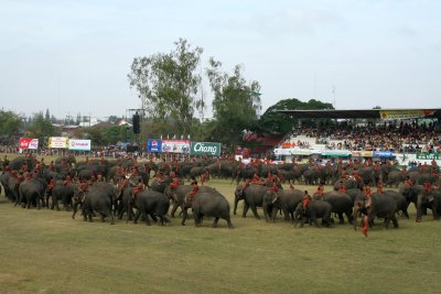 elephant crowd.jpg
