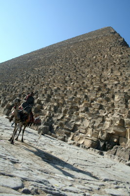 camel at Giza.jpg