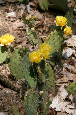 You're Rather Prickly.