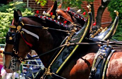 The Clydesdales