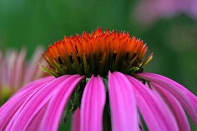 Echinacea Purpurea.