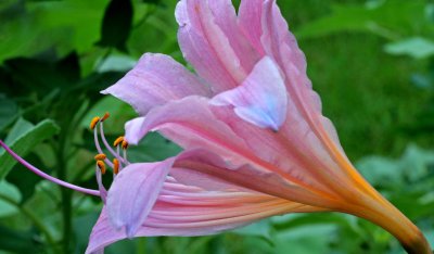 Love Blossoms Slowly:Be Patient.