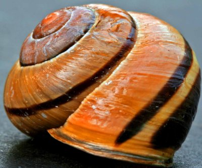 Molluscalicious! Molluscamania!