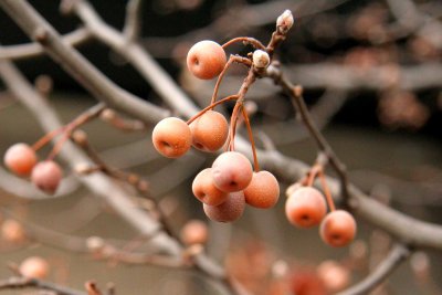 Woodstock Berries.