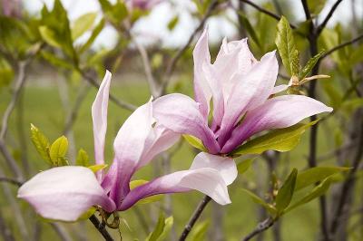 orange_county_aboretum
