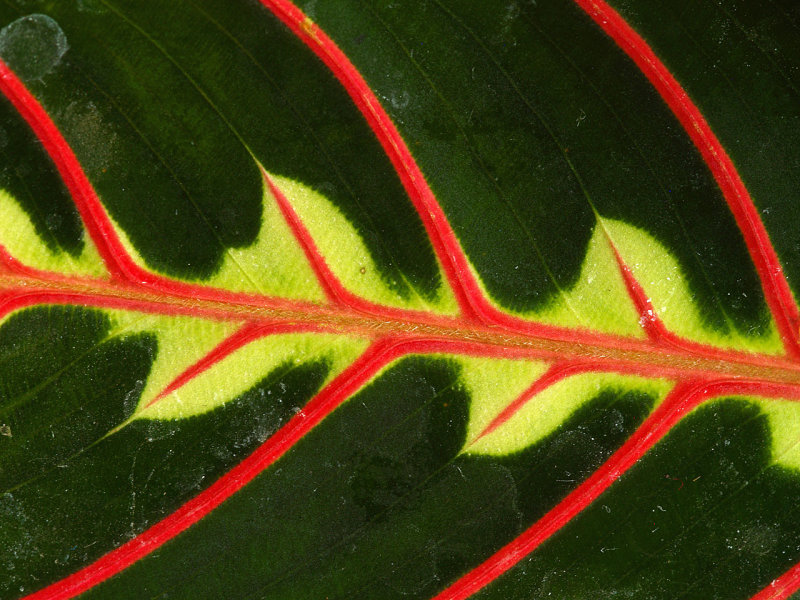 Prayer Plant Leaf.jpg