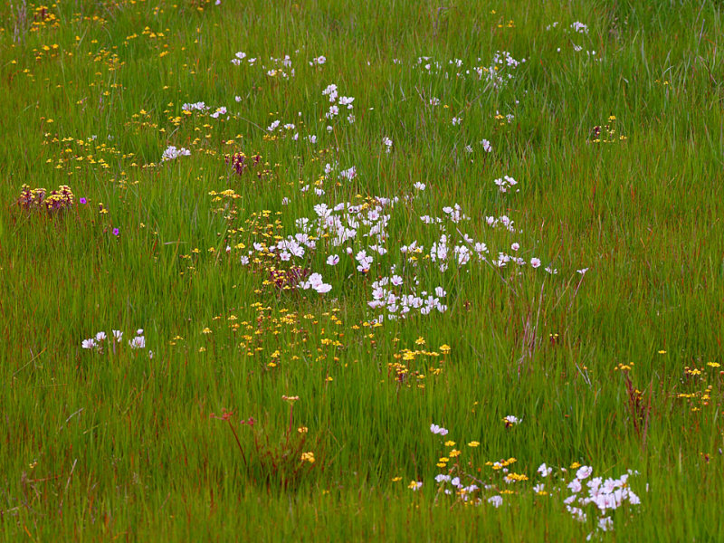 Prairie Flowers 3.jpg