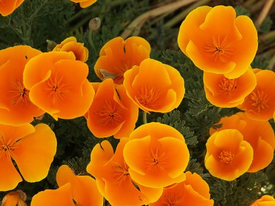 California Poppies Elkhorn Slough.jpg
