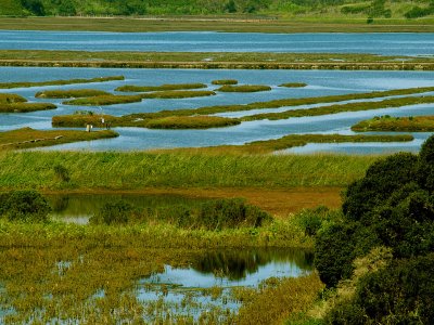 Elkhorn Slough Scene 5.jpg