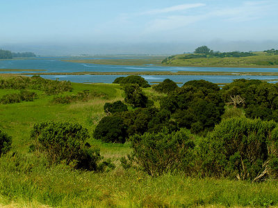 Elkhorn Slough Scene 4.jpg
