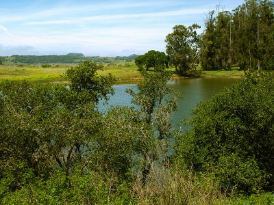 Elkhorn Slough Scene 3.jpg