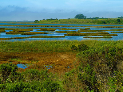 Elkhorn Slough Scene 2.jpg