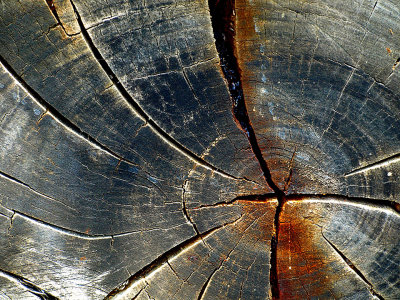Log End.jpg