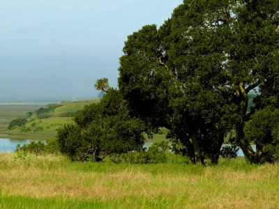 Elkhorn Slough Scene 6.jpg