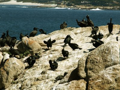Breeding Colony Brandts Cormorants.jpg