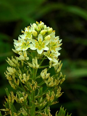 Death Camas Flower.jpg