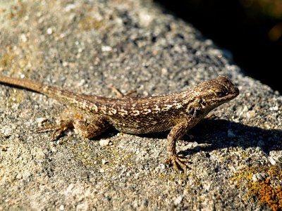 Western Fence Lizard.jpg