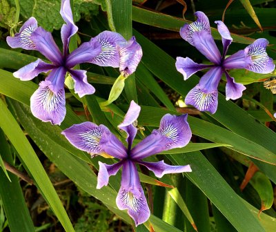 Douglass Iris 1.jpg