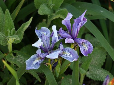 Douglass Iris 2.jpg