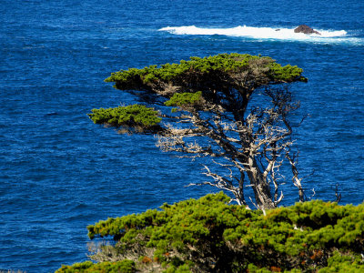 Point Lobos Scene 2.jpg