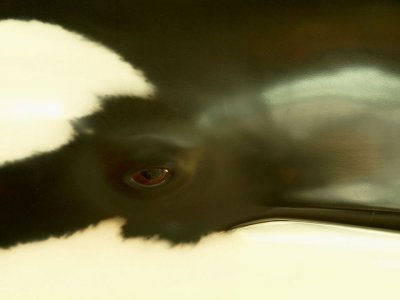 Orca Sculpture.jpg