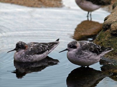 Sanderlings.jpg