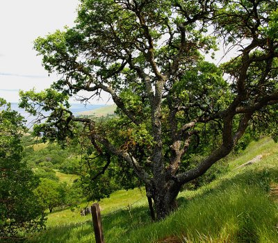 Pacheco State Park Scene 3.jpg