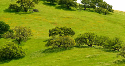 Pacheco State Park Scene 5.jpg