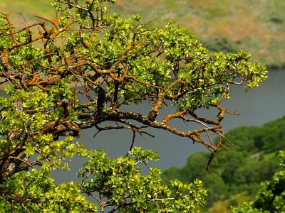Pacheco State Park Scene 6.jpg