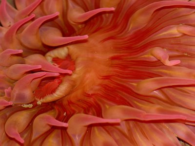 Strawberry Anemone.jpg