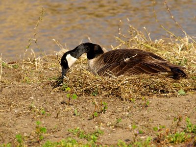 Canada Goose Brooding Nest.jpg