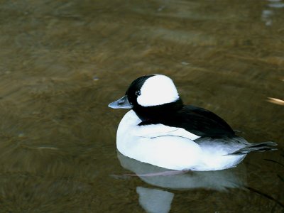 Bufflehead.jpg