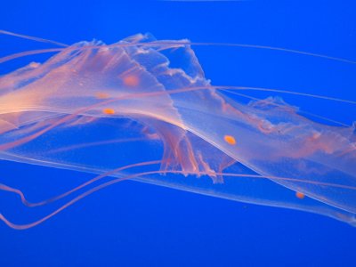 Stinging Jelly Tendrils 1.jpg
