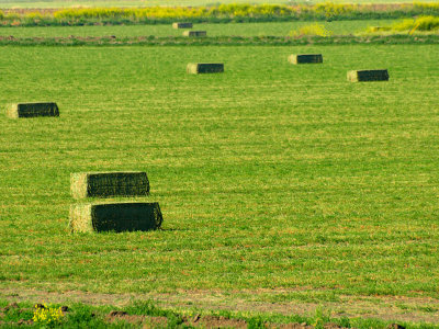 Hay Field.jpg