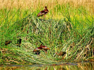 White-Faced Ibis Flock 1.jpg