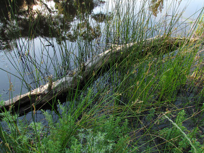 Log in Pond.jpg