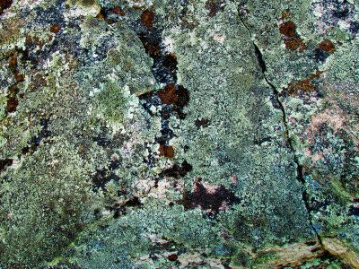 Boulder and Lichen.jpg