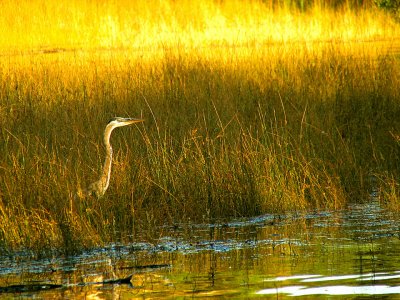 Great Blue Heron at the Lake 2.jpg